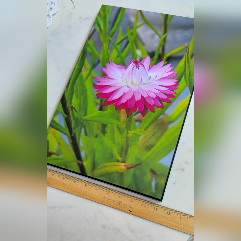 Strawflower Photo Framed on Wood By ARTMILL - Picture 5 of 6